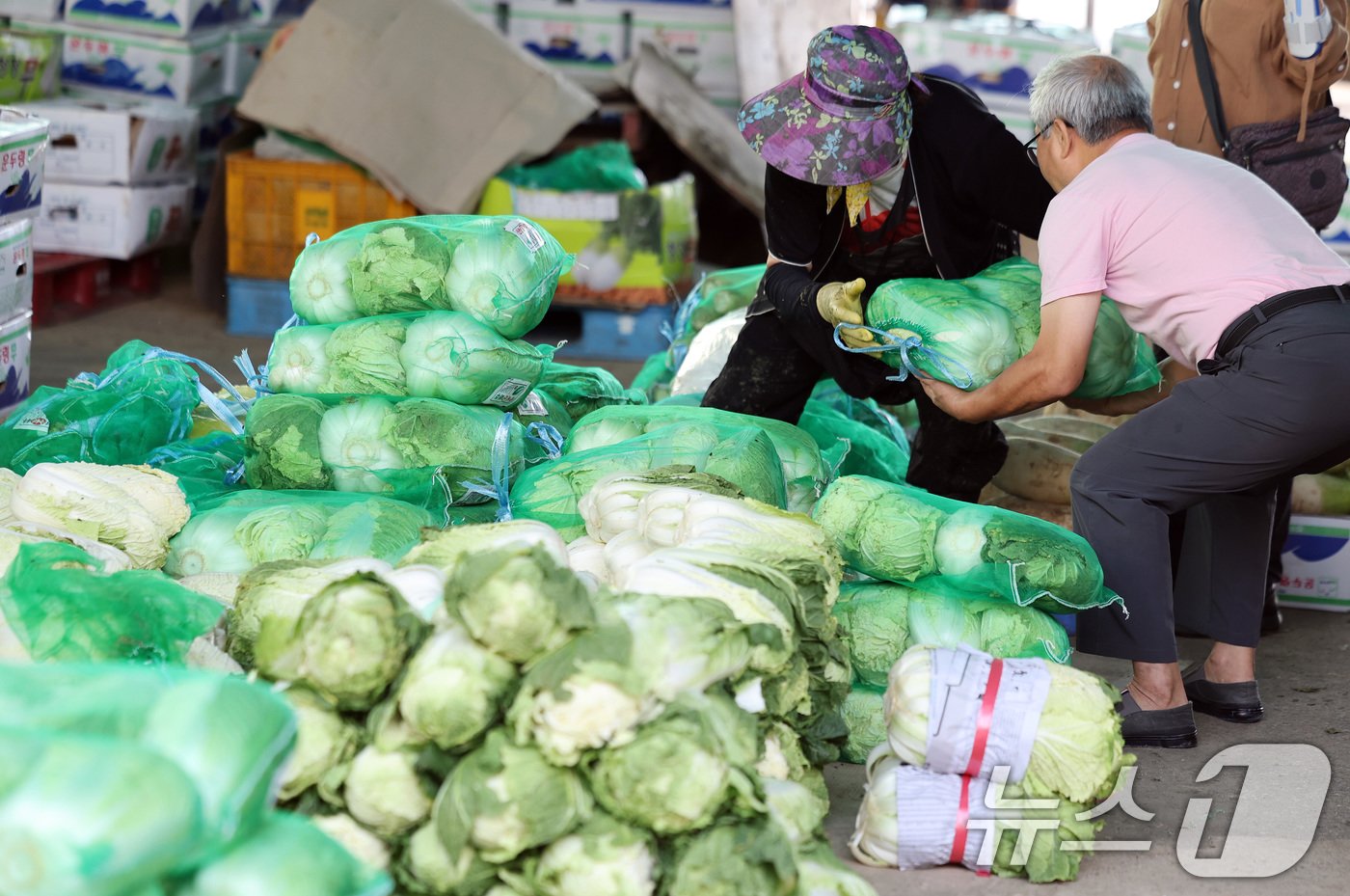 본문 이미지 - 이달 중순까지 폭염이 이어지며 채소 가격이 여전히 강세를 보이고 있는 22일 서울 송파구 가락농수산물도매시장의 판매대에 배추가 놓여 있다. ⓒ News1 이동해 기자