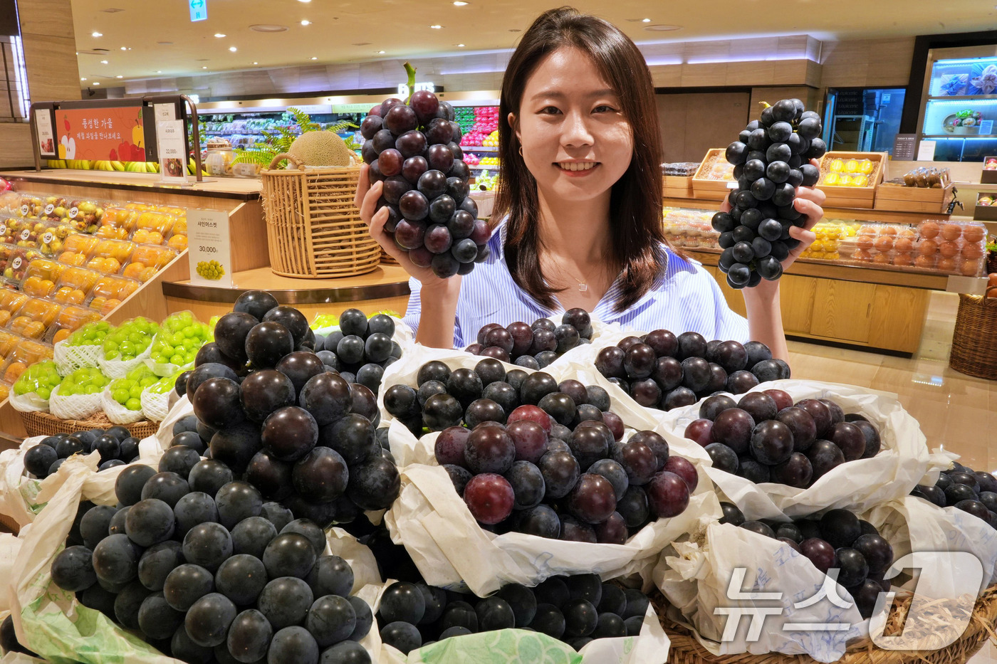 (서울=뉴스1) 박지혜 기자 = 롯데백화점이 10월 6일까지 롯데백화점 수도권 전점(일산/김포 제외)에서 강화도 산지의 흑포도 '흑아롱'과 '충랑'을 판매한다. '흑아롱'은 캠벨 …