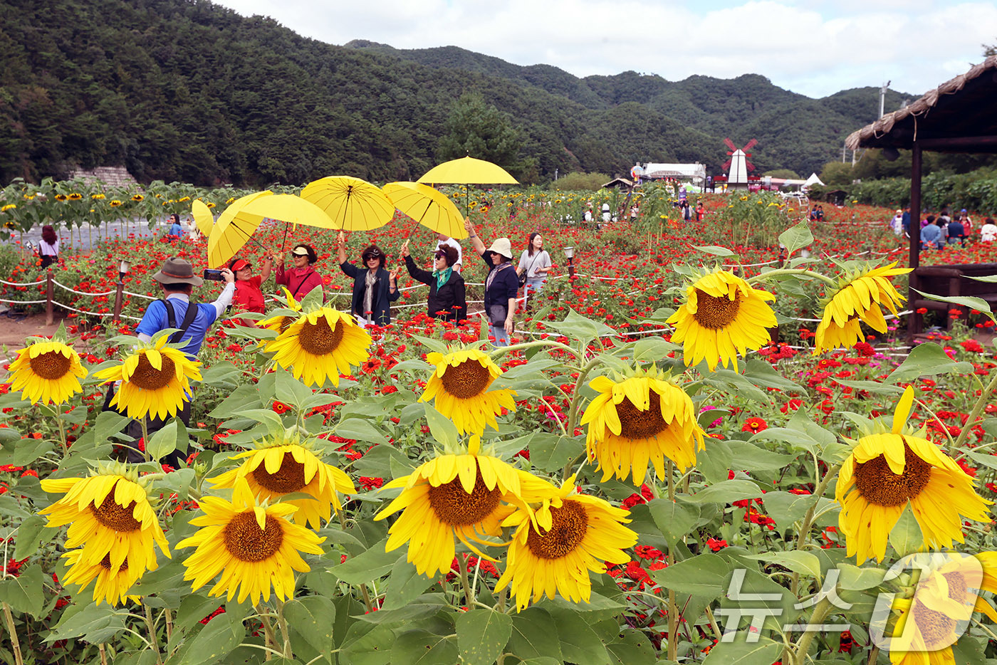 (서울=뉴스1) 박지혜 기자 = 절기상 추분인 22일 강원 평창군에서 열린 2024 평창백일홍축제를 찾은 관광객들이 가을의 정취를 즐기고 있다. (평창군 제공) 2024.9.22/ …