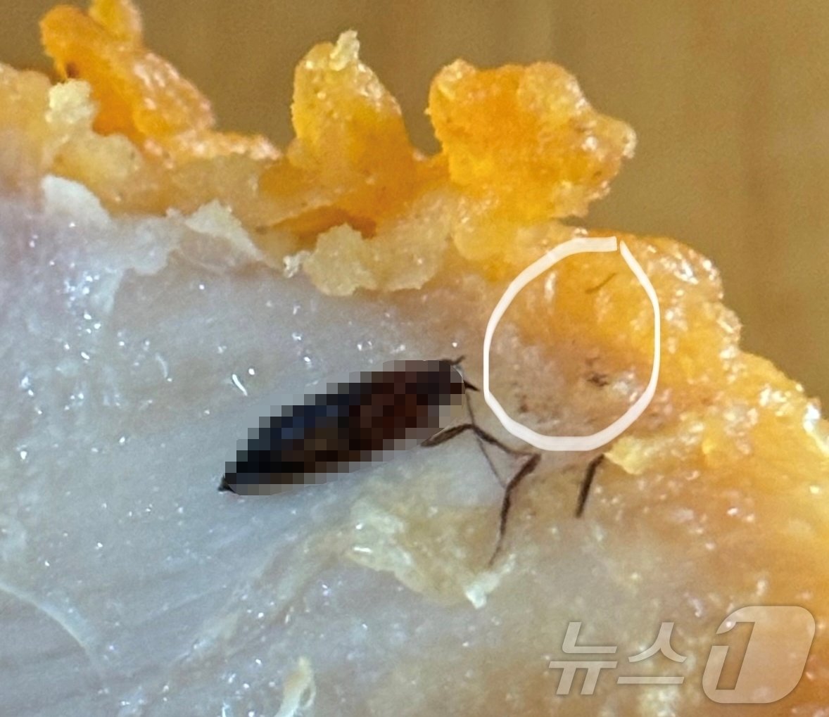 본문 이미지 - (온라인 커뮤니티)