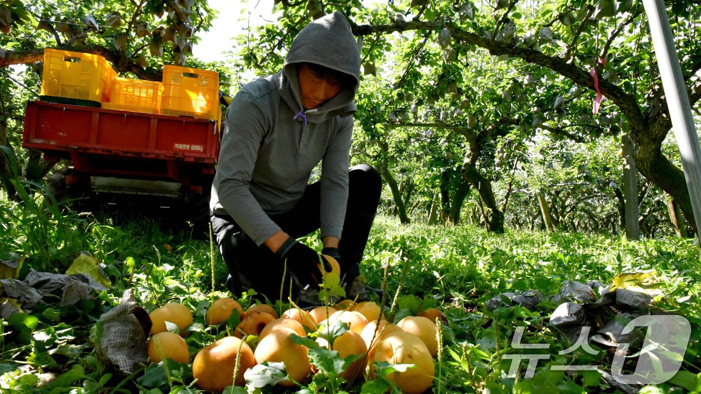 본문 이미지 - 23일 오전 전남 순천시 낙안면 배 농가에서 한 농민이 낙과한 배를 바라보고 있다.2024.9.23/뉴스1 ⓒ News1 김동수 기자