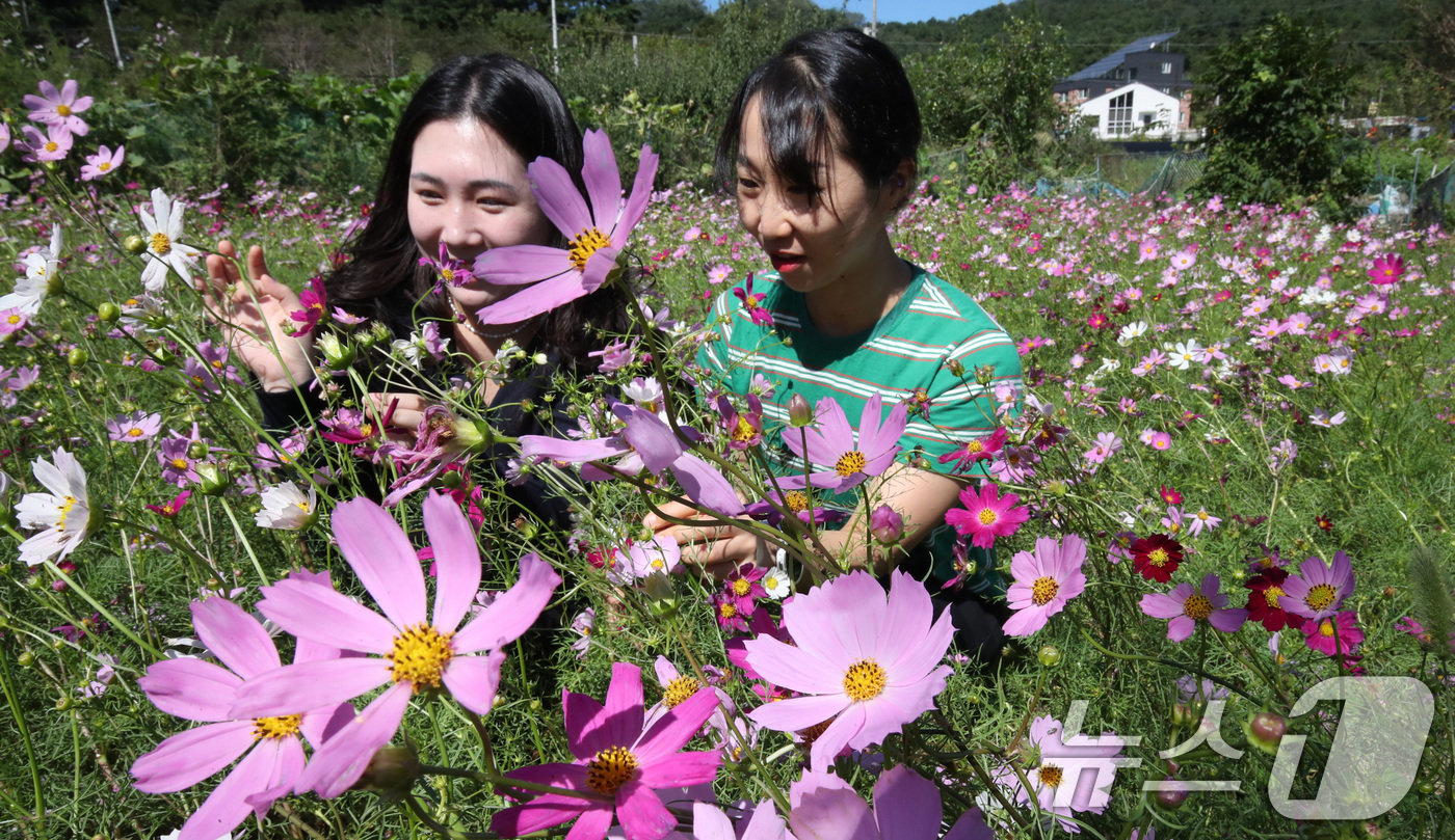 (대전=뉴스1) 김기태 기자 = 완연한 가을 날씨를 보인 23일 대전 대덕구 장동만남공원 일원에 코스모스가 만개해 있다. 대덕구는 내달 3일부터 5일까지 제8회 장동계족산 코스모스 …