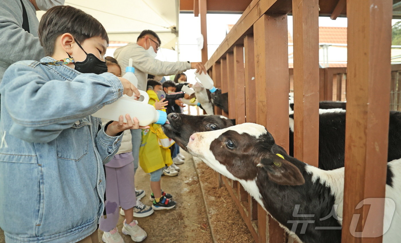 본문 이미지 - 전북자치도 임실군에서 열린 치즈축제에서 어린이가 젖소에게 먹이를 주고 있다.&#40;임실군제공&#41;2024.9.24/뉴스1