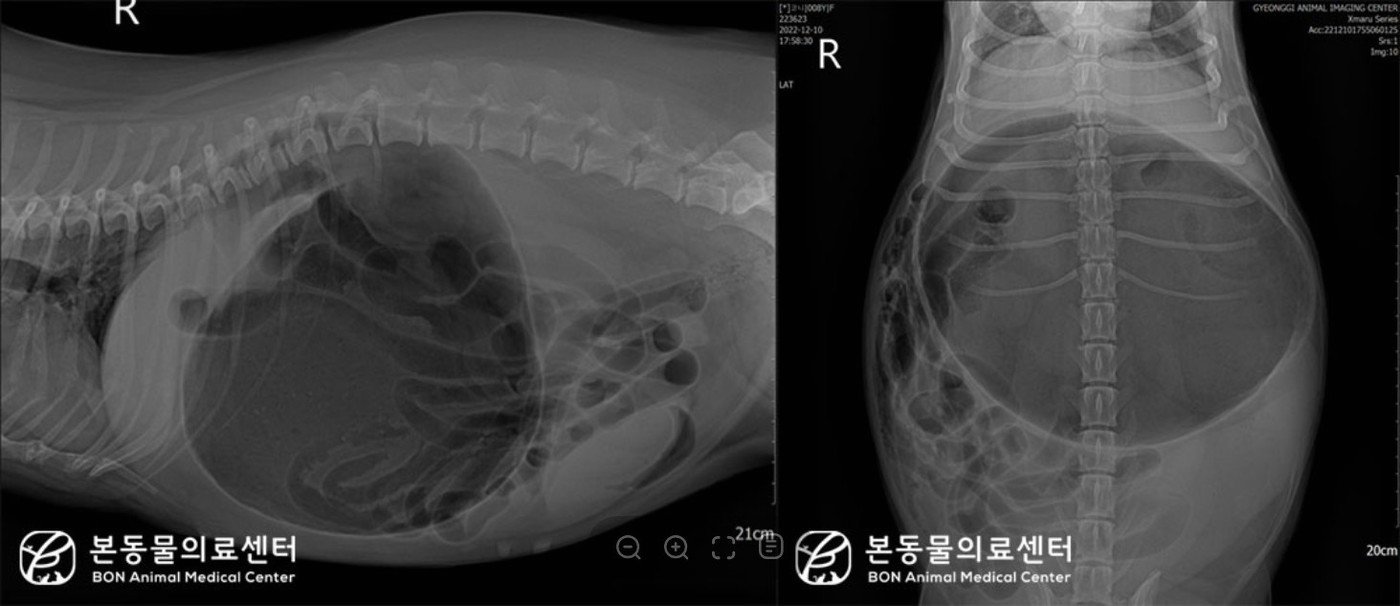 웰시코기 반려견의 복부 방사선 사진을 찍은 결과 위의 심한 확장과 위 유문부의 등쪽, 앞쪽 변위에 따른 분획화 소견이 확인됐다. &#40;본동물의료센터 제공&#41; ⓒ 뉴스1