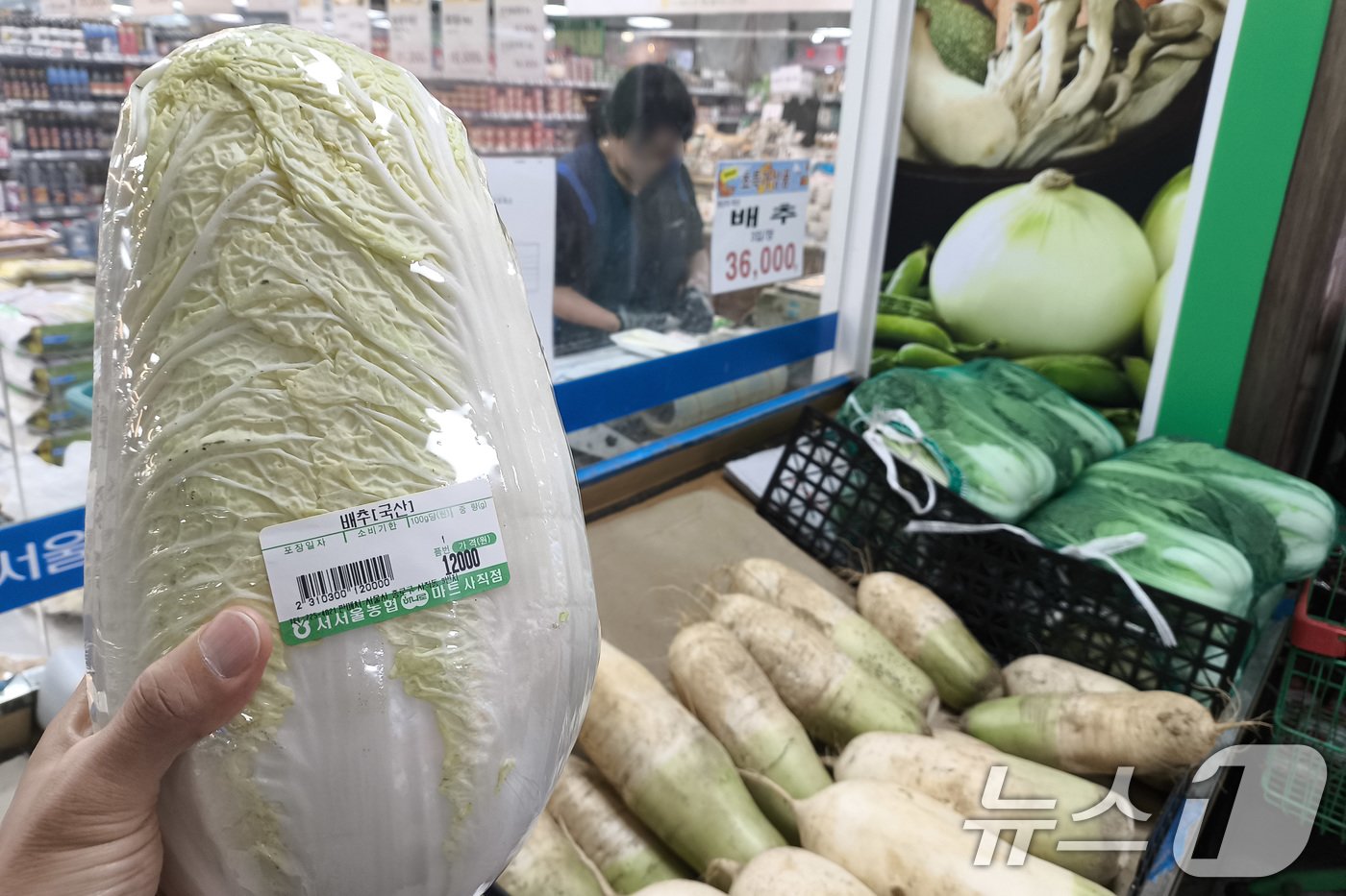 본문 이미지 - 24일 서울의 한 마트에서 배추 1포기가 1만 2000원에 판매되고 있다. 배춧값이 1포기에 1만 원을 넘어가자 정부가 배추 가격 안정을 위해 내주부터 중국산 배추를 소매시장에 공급하기로 했다. 또한 국내 배출 물량이 조기에 시장으로 공급되도록 출하장려금을 지원하고, 대형마트 등의 판매가를 최대 40% 인하하기로 했다. 2024.9.24/뉴스1 ⓒ News1 신웅수 기자