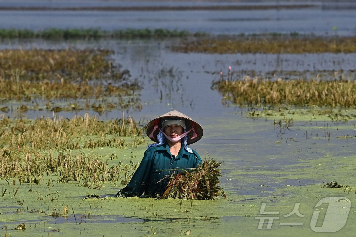 (하노이 AFP=뉴스1) 김지완기자 = 한 베트남 농민이 24일 홍수로 물이 차오른 하노이 교외 쯔엉미 자역 논에서 한 톨의 수확물이라도 건지기 위해 애를 쓰고 있다. 배트남 중부 …