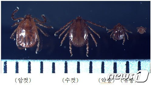 본문 이미지 - 중증열성혈소판감소증후군&#40;SFTS&#41;을 유발하는 작은소참진드기. /뉴스1DB