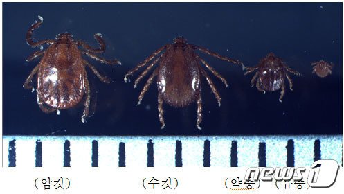 중증열성혈소판감소증후군&#40;SFTS&#41;을 유발하는 작은소참진드기. /뉴스1DB