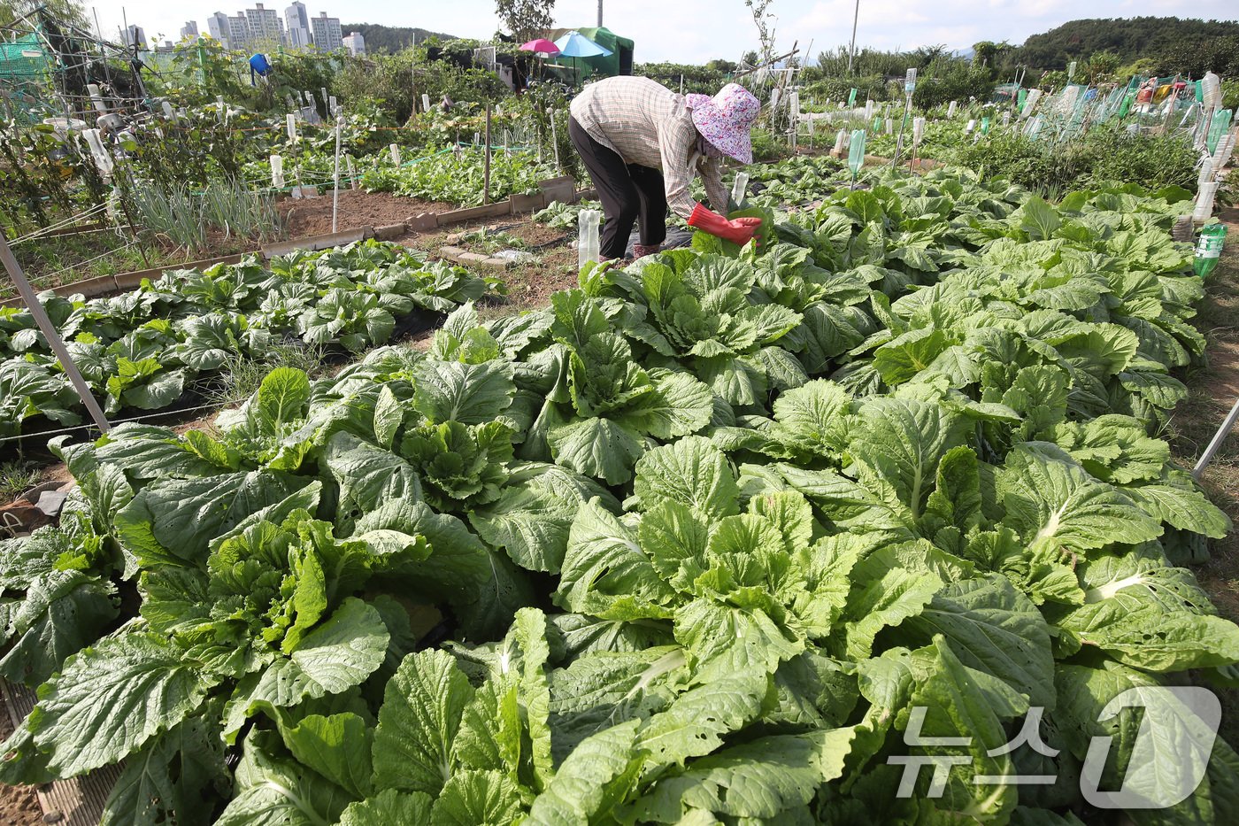 본문 이미지 - 배춧값 폭등으로 밥상물가에 비상이 걸린 가운데 25일 대구 수성구 한 주말농장에서 주민이 잎이 풍성하게 자란 배추를 살펴보고 있다. 한국농수산식품유통공사에 따르면 전날 배추 한 포기 소매가는 9474원으로 전년(6193원)보다 52.98%, 평년(7217원)보다 31.27% 상승했다. 한 달 전과 비교하면 30.67% 오른 수준으로 전통시장 등에서는 배추 한 포기에 2만∼2만 3000원가량에 거래가 이뤄지고 있다. 2024.9.25/뉴스1 ⓒ News1 공정식 기자