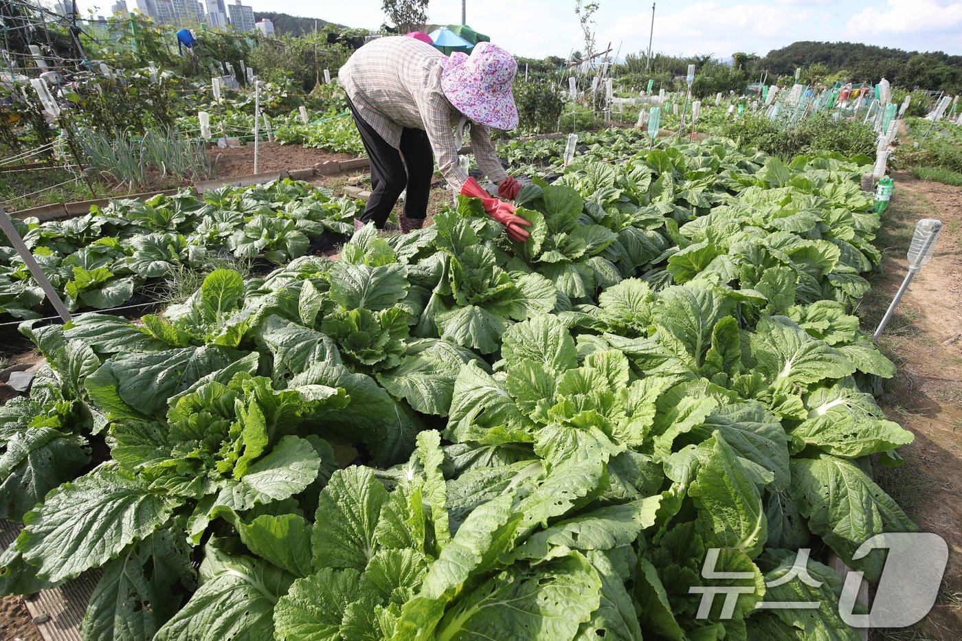 본문 이미지 - 배춧값 폭등으로 밥상물가에 비상이 걸린 가운데 25일 대구 수성구 한 주말농장에서 주민이 잎이 풍성하게 자란 배추를 살펴보고 있다. 한국농수산식품유통공사에 따르면 전날 배추 한 포기 소매가는 9474원으로 전년(6193원)보다 52.98%, 평년(7217원)보다 31.27% 상승했다. 한 달 전과 비교하면 30.67% 오른 수준으로 전통시장 등에서는 배추 한 포기에 2만∼2만 3000원가량에 거래가 이뤄지고 있다. 2024.9.25/뉴스1 ⓒ News1 공정식 기자