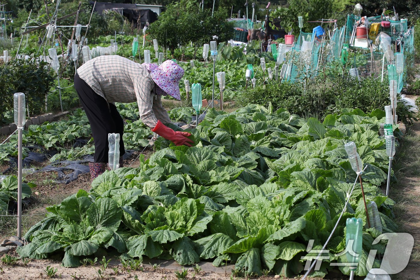 배춧값 폭등으로 밥상물가에 비상이 걸린 가운데 25일 대구 수성구 한 주말농장에서 주민이 잎이 풍성하게 자란 배추를 살펴보고 있다. . 2024.9.25/뉴스1 ⓒ News1 공정식 기자