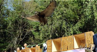 본문 이미지 - 25일 대전시 중구 사정동 대전오월드에서 천연기념물 324-1호 올빼미와 324-2호 수리부엉이 자연 방사 행사가 열리고 있다. 이날 올빼미와 수리부엉이 각 4마리 총 8마리가 방사됐다. 2024.9.25/뉴스1 ⓒ News1 김기태 기자