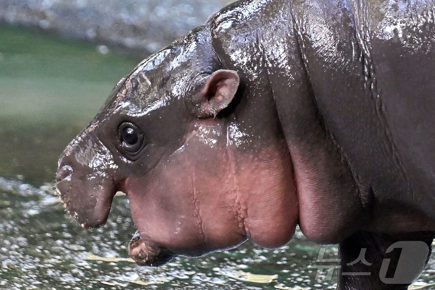 본문 이미지 - 15일(현지시간) 피그미 하마 무뎅이 태국 촌부리주 카오키어우 동물원에서 돌아다니고 있다. 2024.09.15 ⓒ AFP=뉴스1 ⓒ News1 정지윤 기자