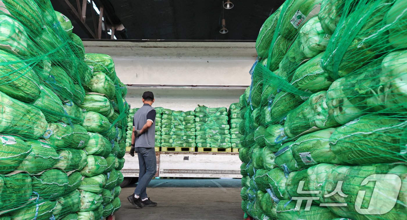 본문 이미지 - 26일 오전 서울 송파구 가락농수산물시장에서 상인이 배추를 바라보고 있다. 2024.9.26/뉴스1 ⓒ News1 장수영 기자