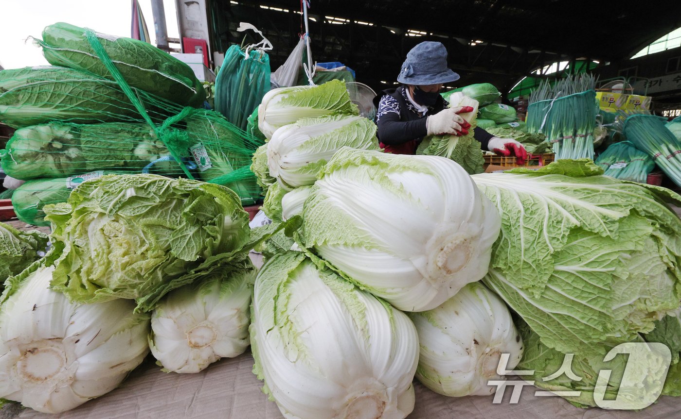 본문 이미지 - 26일 오전 서울 송파구 가락농수산물시장에서 상인이 배추를 손질하고 있다. 일부 시중 마트에서 배추 한 포기당 가격이 2만 원을 넘는 등 '금 배추' 현상이 이어지고 있는 가운데 정부는 27일부터 중국산 배추 초도 물량 16톤을 도매시장에 공급해 가격 안정을 도모할 계획이다. 2024.9.26/뉴스1 ⓒ News1 장수영 기자
