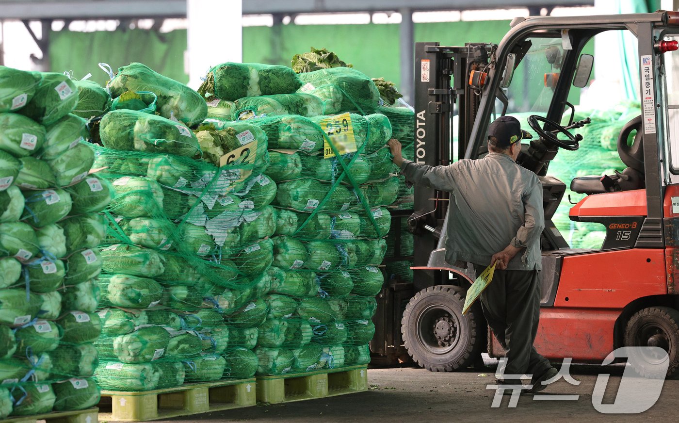 본문 이미지 - 26일 오전 서울 송파구 가락농수산물시장에서 상인이 배추 운송 작업을 하고 있다. 일부 시중 마트에서 배추 한 포기당 가격이 2만 원을 넘는 등 '금 배추' 현상이 이어지고 있는 가운데 정부는 27일부터 중국산 배추 초도 물량 16톤을 도매시장에 공급해 가격 안정을 도모할 계획이다. 2024.9.26/뉴스1 ⓒ News1 장수영 기자
