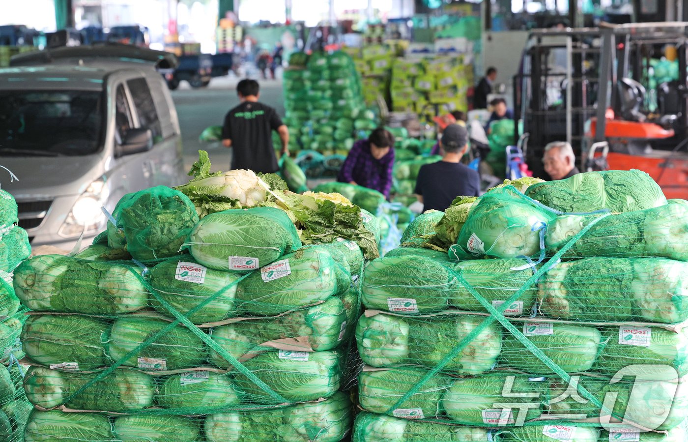 본문 이미지 - 26일 오전 서울 송파구 가락농수산물시장에서 배추를 판매 하는 상인들이 업무를 하고 있다. 일부 시중 마트에서 배추 한 포기당 가격이 2만 원을 넘는 등 '금 배추' 현상이 이어지고 있는 가운데 정부는 27일부터 중국산 배추 초도 물량 16톤을 도매시장에 공급해 가격 안정을 도모할 계획이다. 2024.9.26/뉴스1 ⓒ News1 장수영 기자