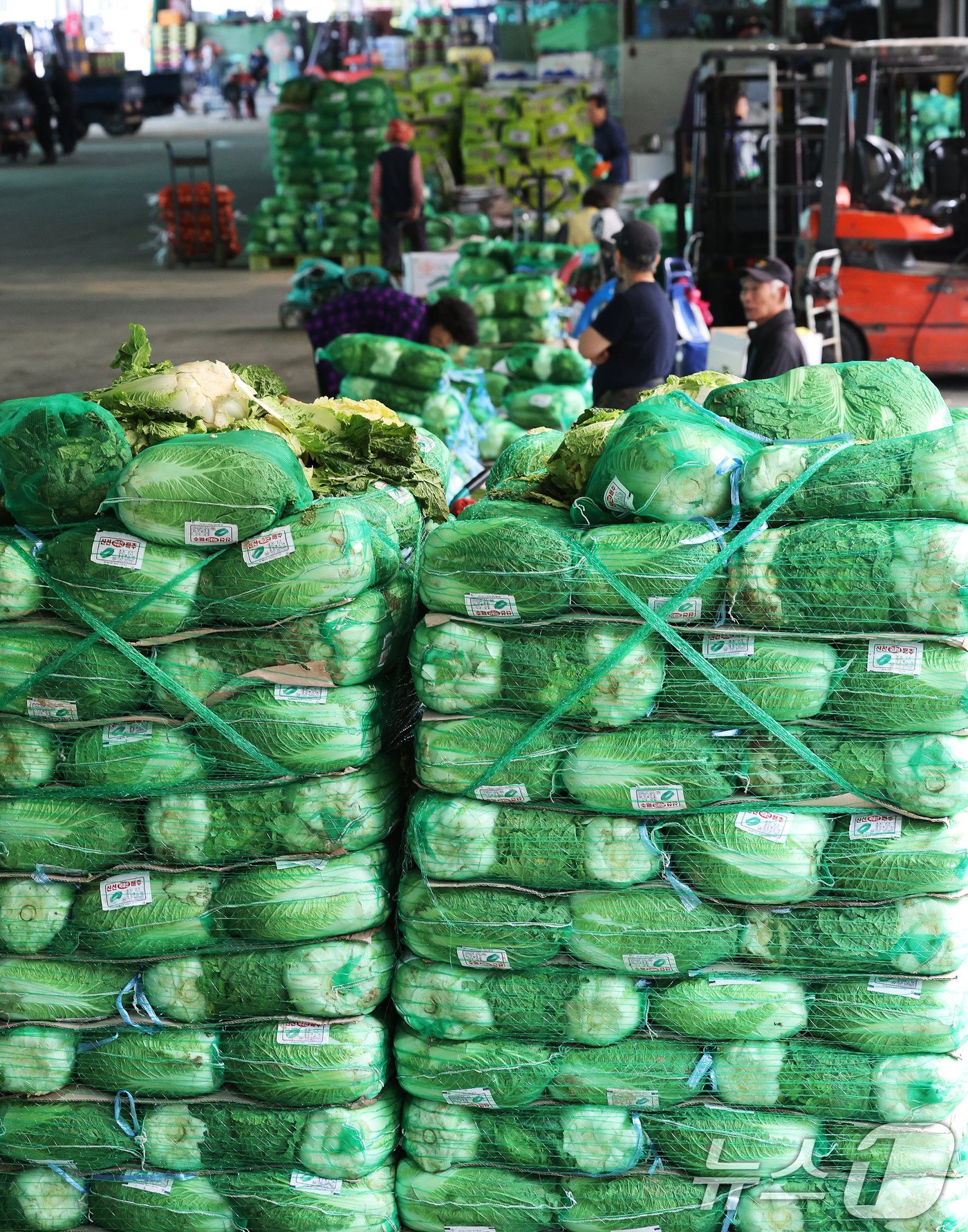본문 이미지 - 26일 오전 서울 송파구 가락농수산물시장에서 배추를 판매 하는 상인들이 업무를 하고 있다. 일부 시중 마트에서 배추 한 포기당 가격이 2만 원을 넘는 등 '금 배추' 현상이 이어지고 있는 가운데 정부는 27일부터 중국산 배추 초도 물량 16톤을 도매시장에 공급해 가격 안정을 도모할 계획이다. 2024.9.26/뉴스1 ⓒ News1 장수영 기자