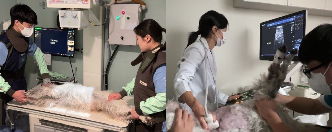 본문 이미지 - 검사 받고 있는 소방청 은퇴견 &#39;다솔이&#39; &#40;VIP동물의료센터 제공&#41; ⓒ 뉴스1