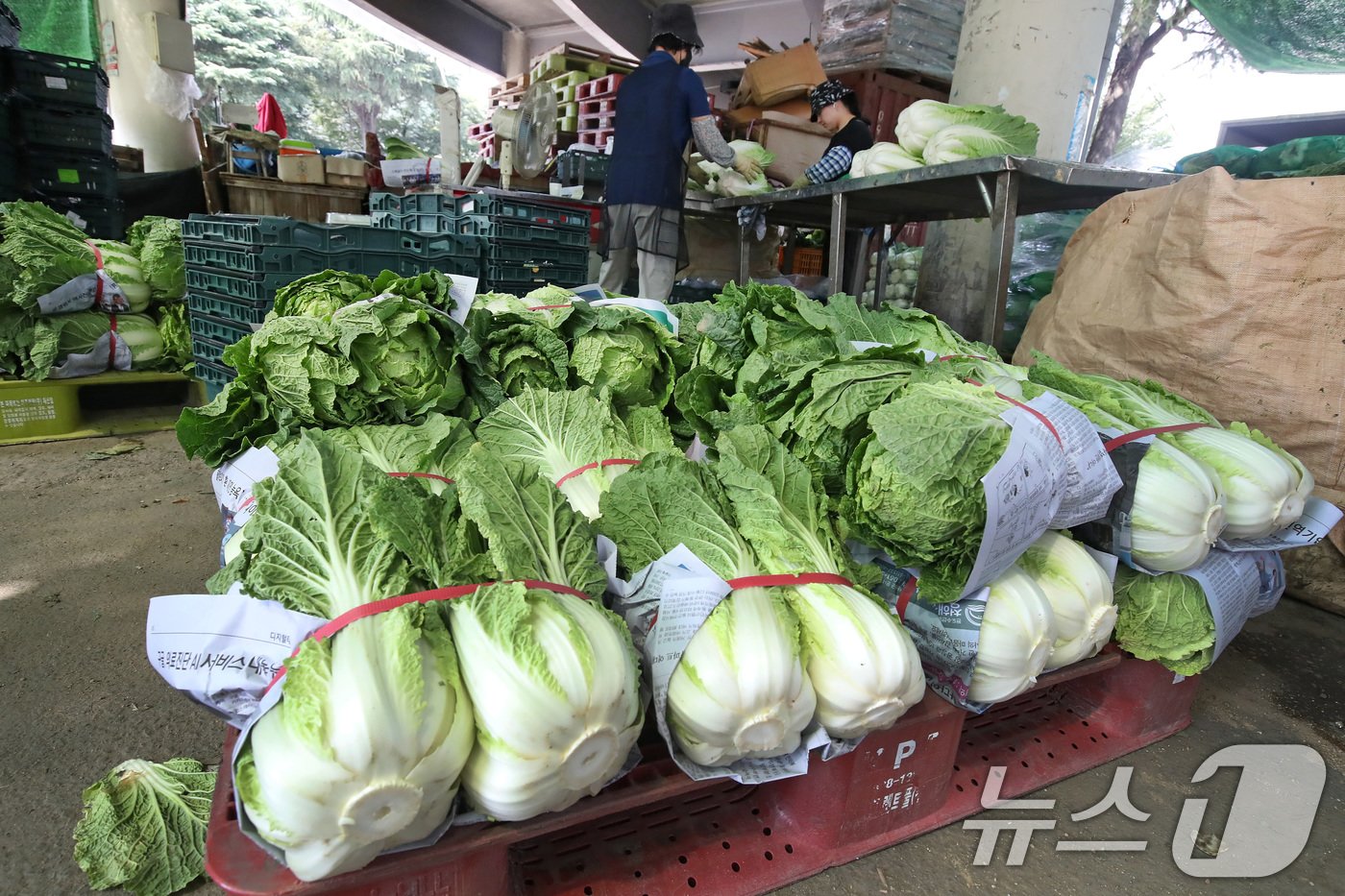 본문 이미지 - 고랭지배추./뉴스1 ⓒ News1