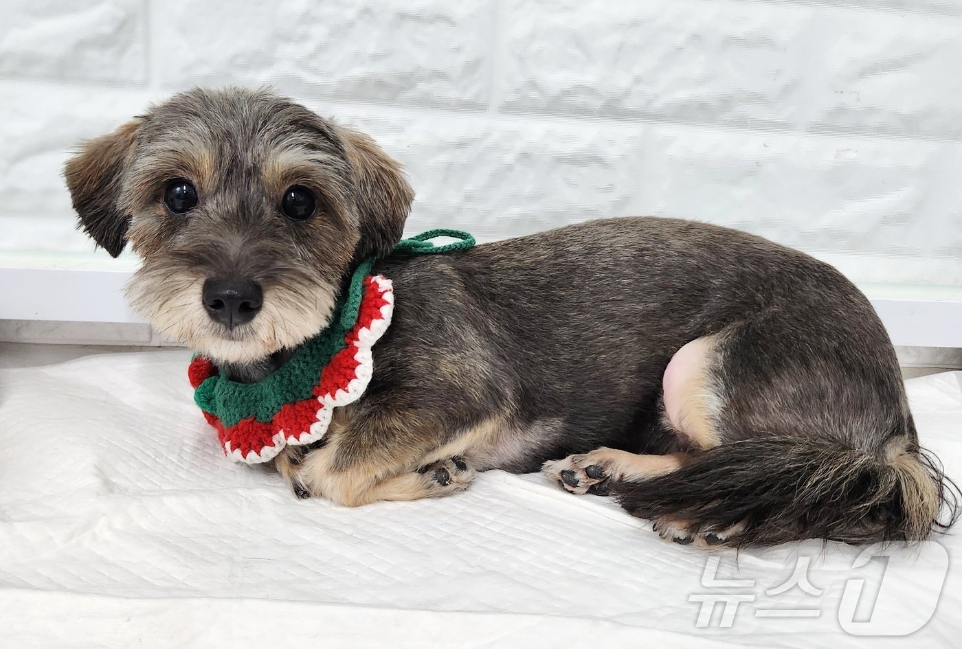 본문 이미지 - 미용 후 인형 미모를 찾은 썸머 ⓒ 뉴스1 한송아 기자