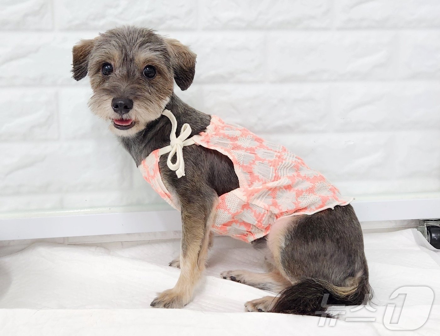 본문 이미지 - 썸머는 아직 무서운 게 많지만 세상을 조금씩 배워가고 있다. ⓒ 뉴스1 한송아 기자