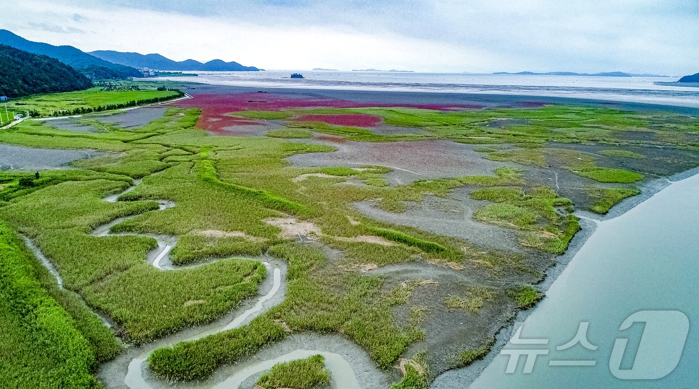 순천만 갯벌과 염생식물 &#40;김종규 작가&#41; ⓒ News1