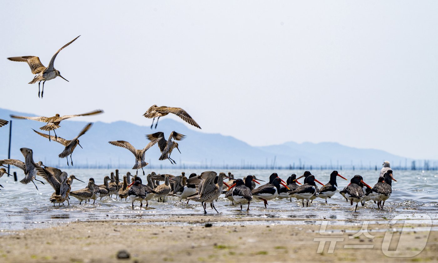 신안 큰뒷부리도요 군무 &#40;김종규 작가&#41;  /뉴스1