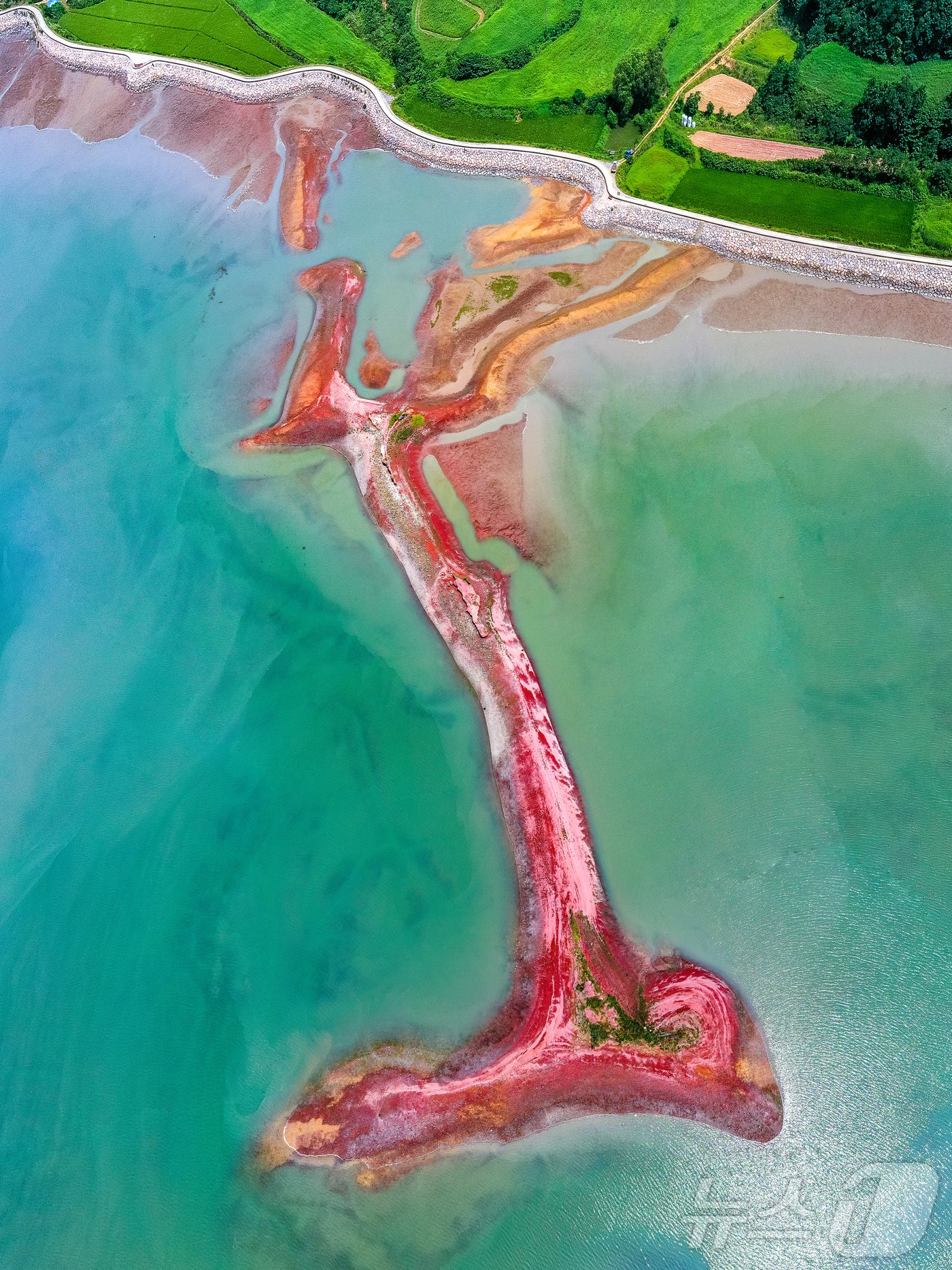 본문 이미지 - 염생식물로 붉게 물든 신안갯벌의 특이지형 &#40;김종규 작가&#41;  /뉴스1