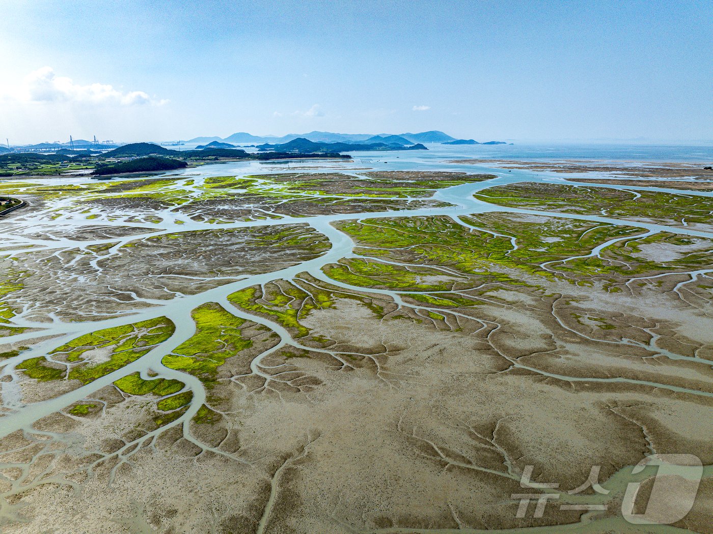 본문 이미지 - 신안군 압해도 갯벌과 염생식물 &#40;김종규 작가&#41;  /뉴스1