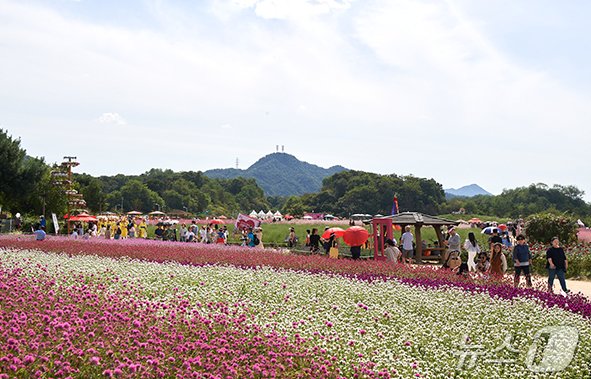 천만송이 천일홍 꽃밭 ‘양주 나리농원’&#40;경기관광공사 제공&#41;/