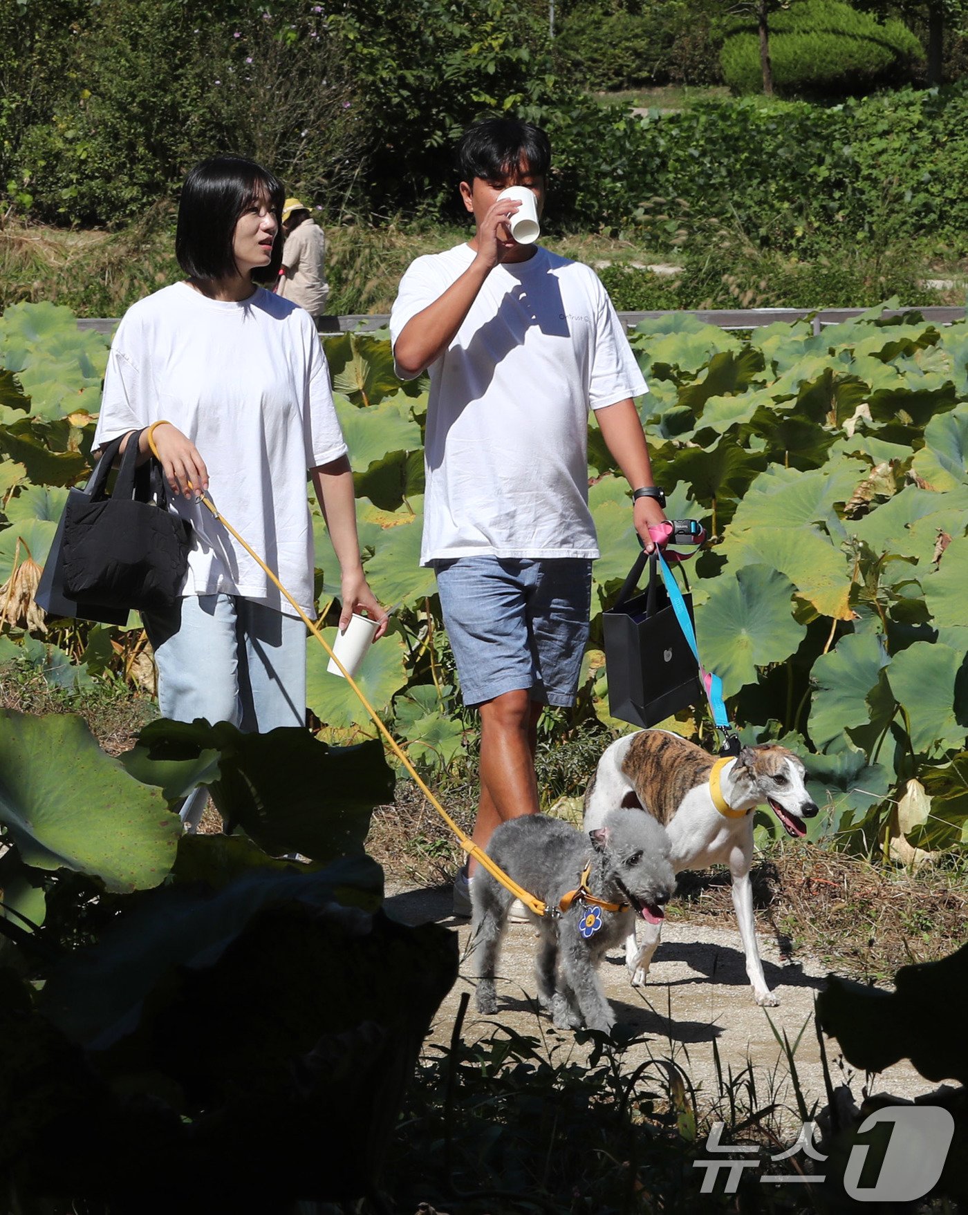 29일 경기도 남양주 봉선사에서 열린 반려견과 함께하는 선명상 축제를 찾은 반려인과 반려견이 걷기명상을 하고 있다. 2024.9.29/뉴스1 ⓒ News1 박세연 기자