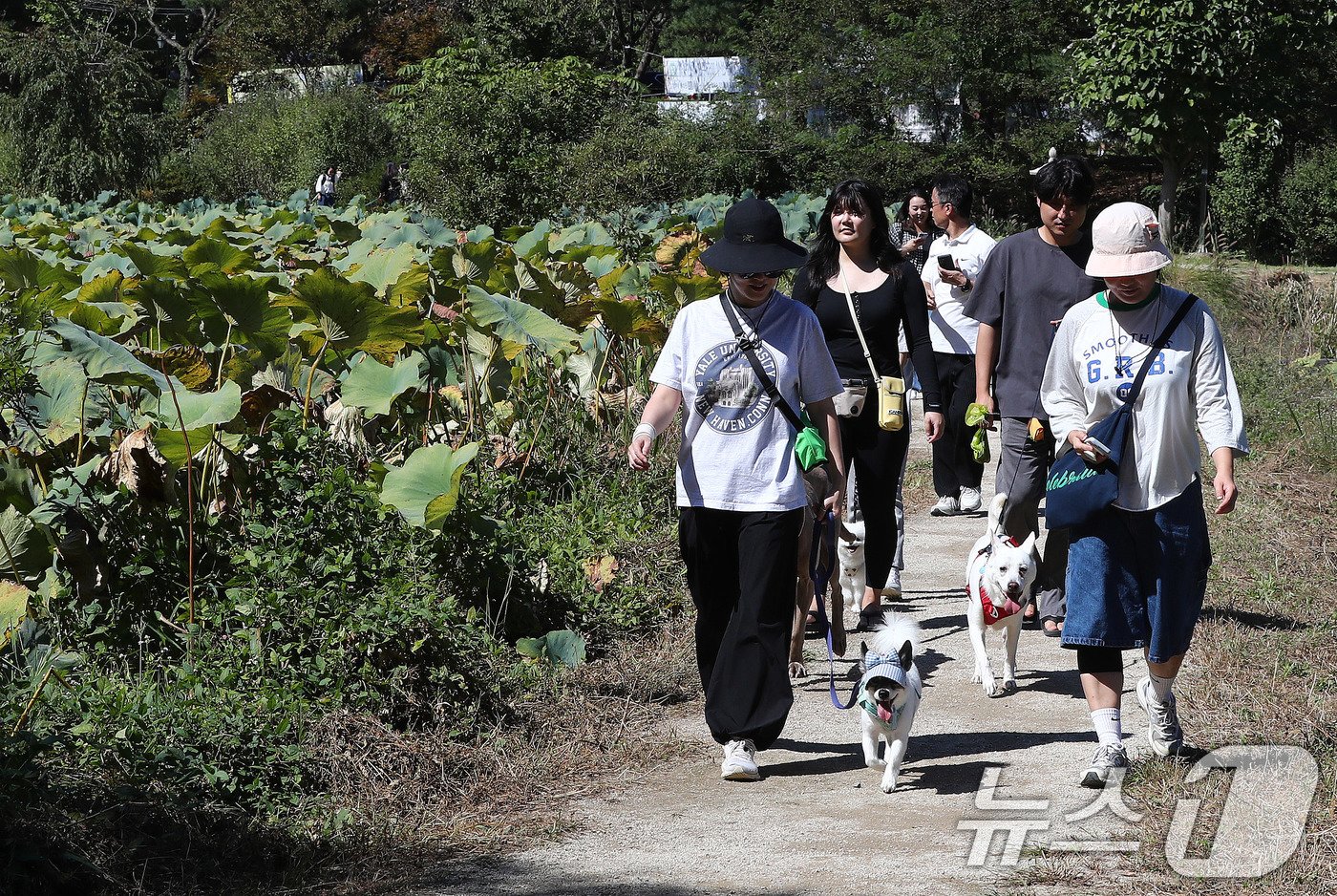 29일 경기도 남양주 봉선사에서 열린 반려견과 함께하는 선명상 축제를 찾은 반려인과 반려견이 걷기명상을 하고 있다. 2024.9.29/뉴스1 ⓒ News1 박세연 기자