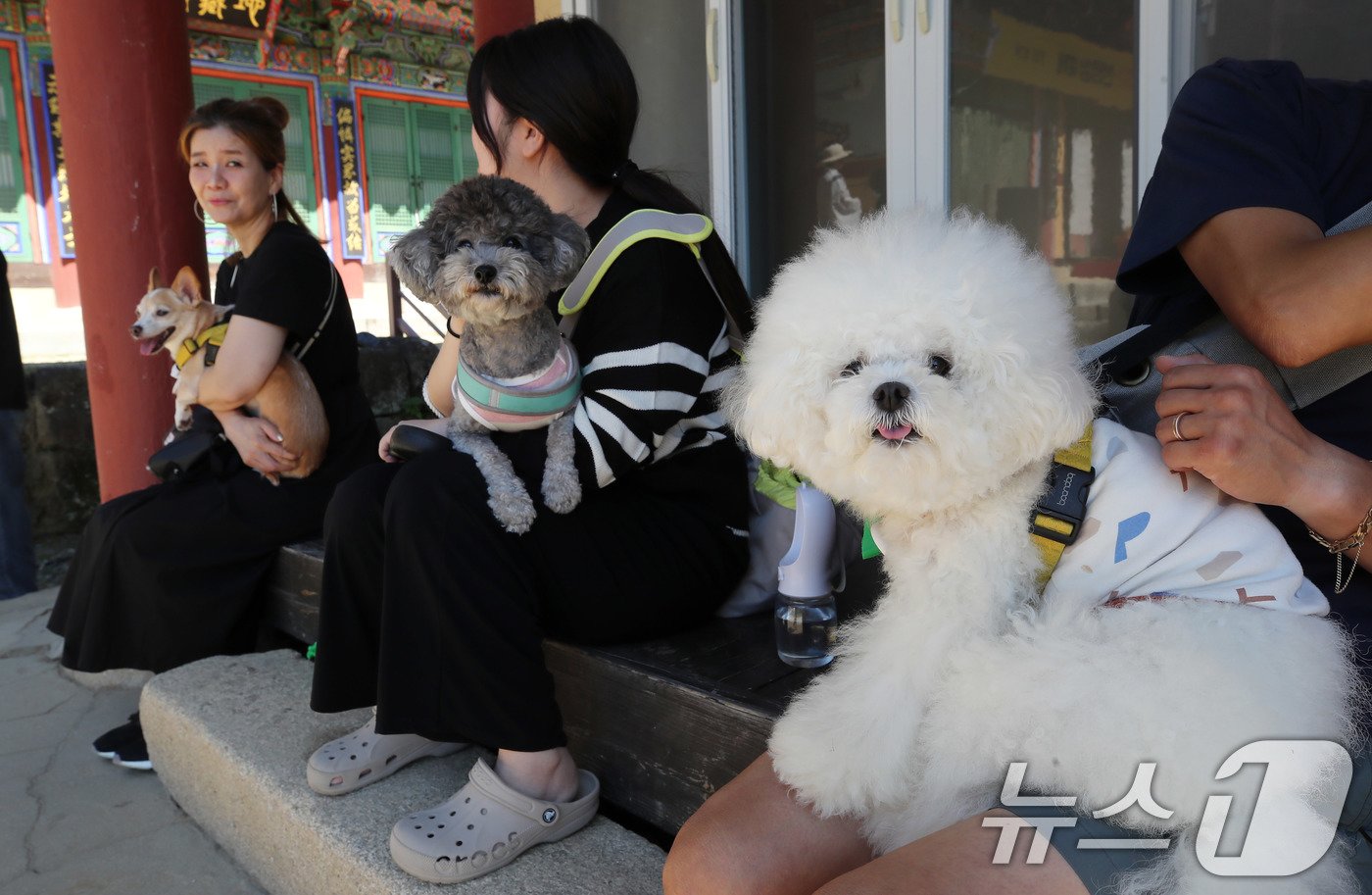 29일 경기도 남양주시 봉선사에서 열린 반려견과 함께하는 선명상 축제를 찾은 반려인과 반려견이 명상을 하고 있다. 2024.9.29/뉴스1 ⓒ News1 박세연 기자