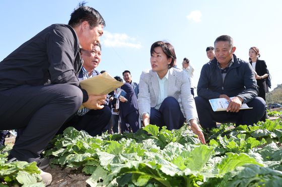 금배추 누그러질까…농림장관 "중국산 1100톤 수입, 김장 영향 없을 것"