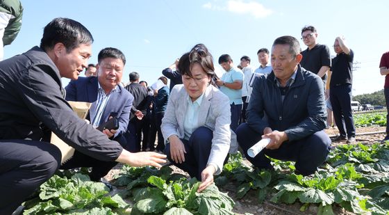 송미령 농림축산식품부 장관, 배추 작황 상태 점검