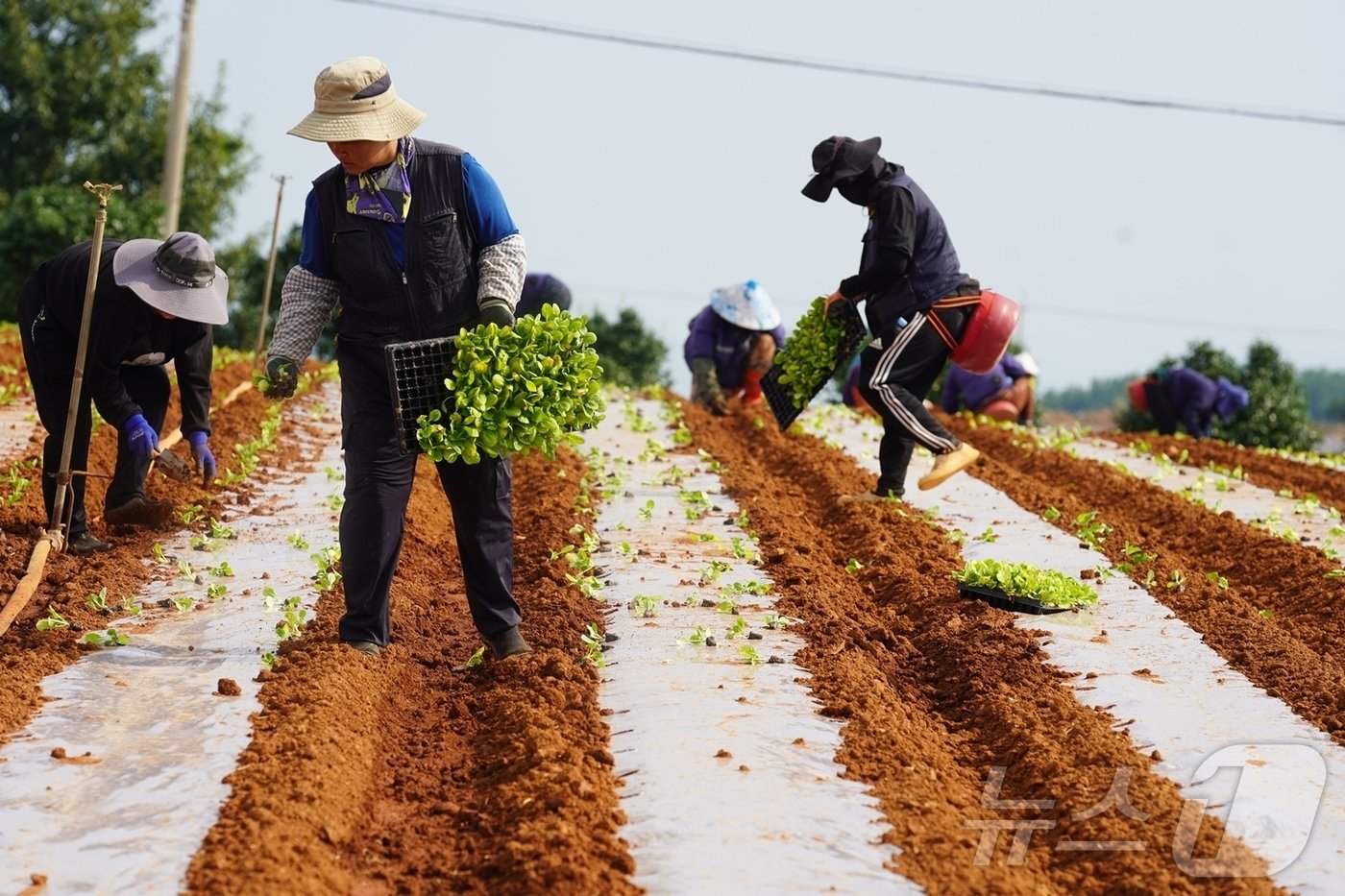 본문 이미지 - 해남군 배추 주산지 산이면 들녘 (해남군 제공)/뉴스1 