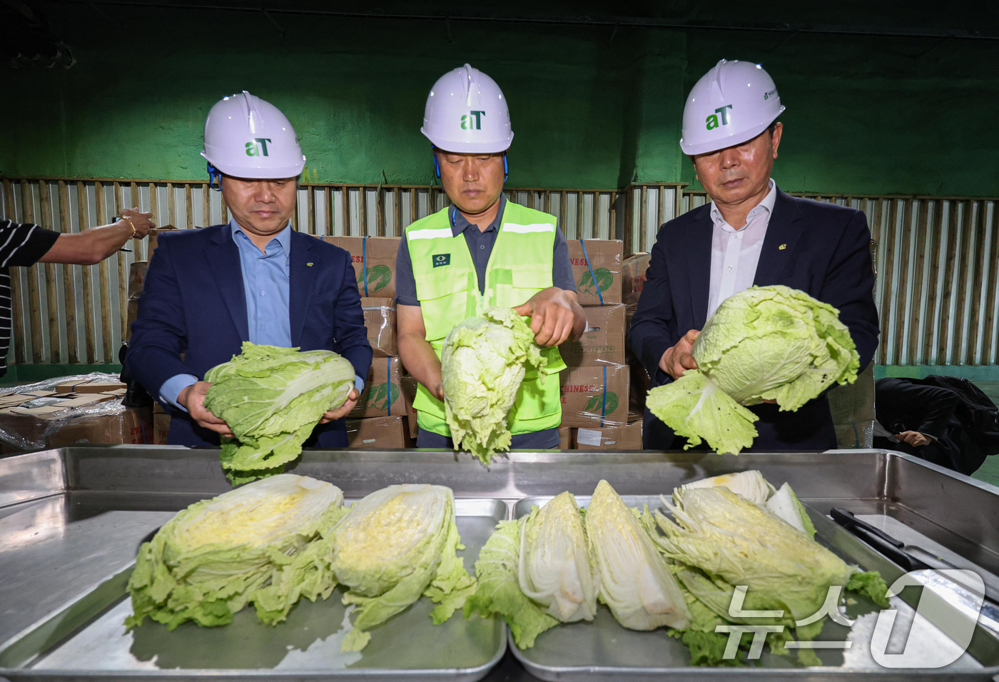 (이천=뉴스1) 김영운 기자 = 30일 오전 경기 이천시 aT 한국농수산식품유통공사 이천비축기지에서 관계자들이 중국산 신선배추의 상태를 점검하고 있다. 지난 27일 16톤, 500 …