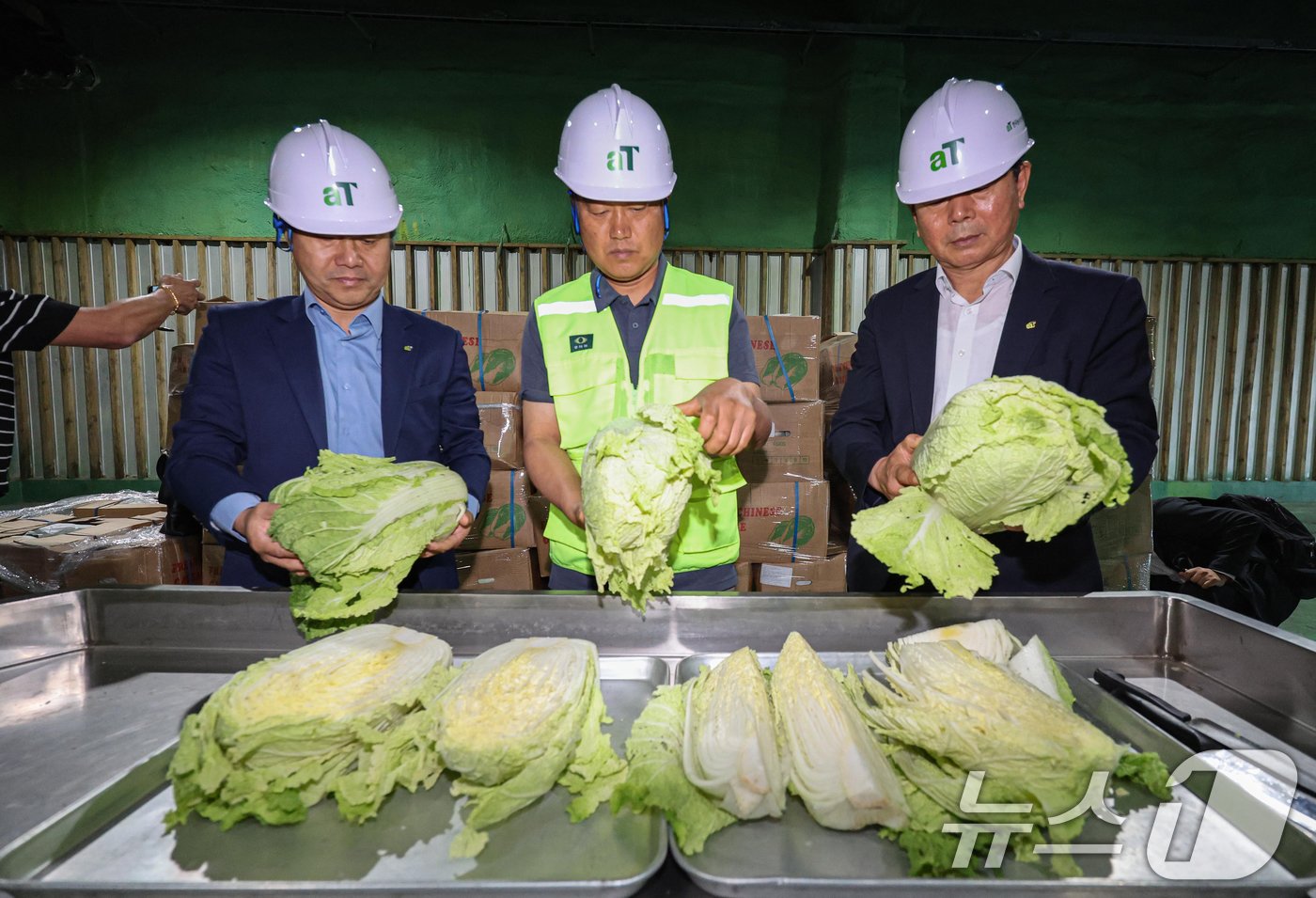 30일 오전 경기 이천시 aT 한국농수산식품유통공사 이천비축기지에서 관계자들이 중국산 신선배추의 상태를 점검하고 있다. 지난 27일 16톤, 5000포기의 중국산 신선배추가 이 기지로 입고됐다. &#40;공동취재&#41; 2024.9.30/뉴스1 ⓒ News1 김영운 기자