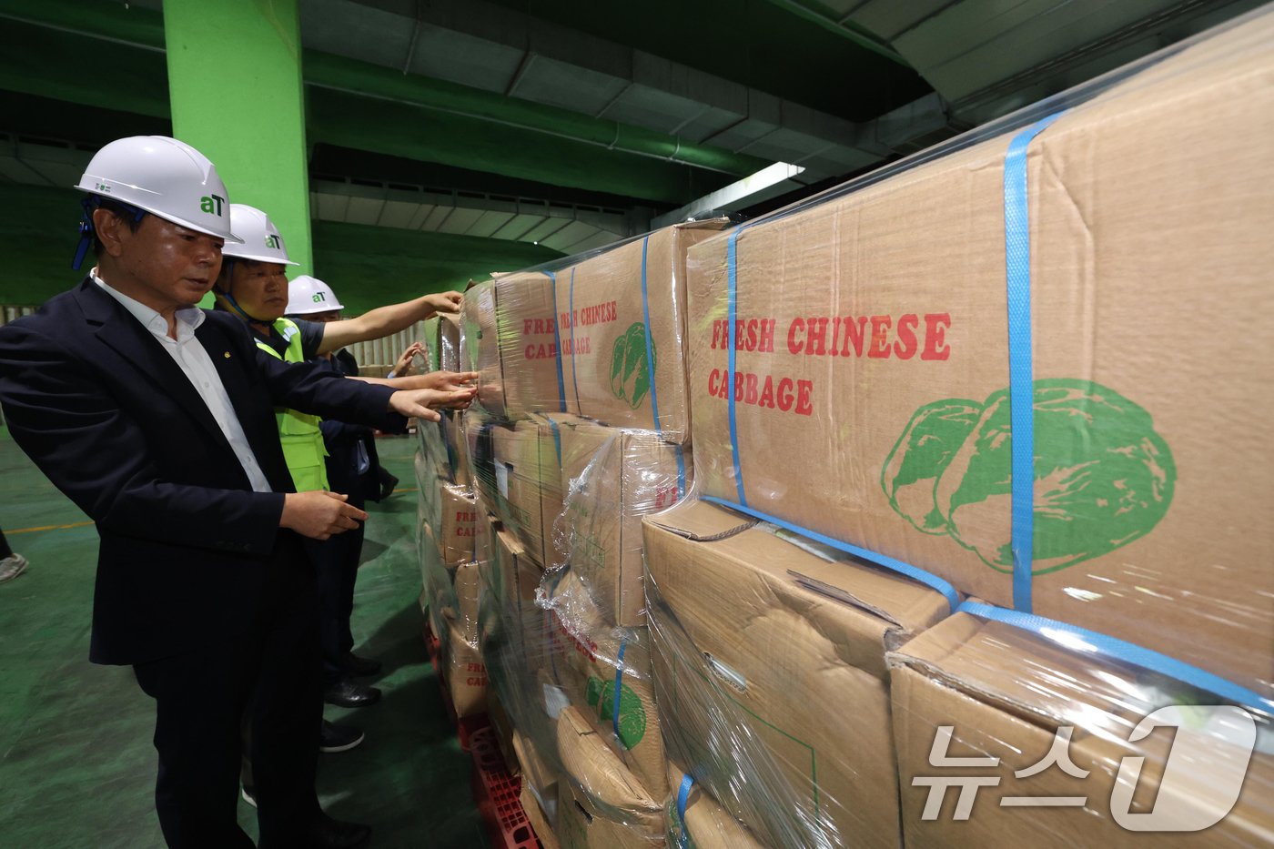 본문 이미지 - 30일 오전 경기 이천시 aT 한국농수산식품유통공사 이천비축기지에서 관계자들이 중국산 신선배추의 상태를 점검하고 있다. 지난 27일 16톤, 5000포기의 중국산 신선배추가 이 기지로 입고됐다. &#40;공동취재&#41; 2024.9.30/뉴스1 ⓒ News1 김영운 기자