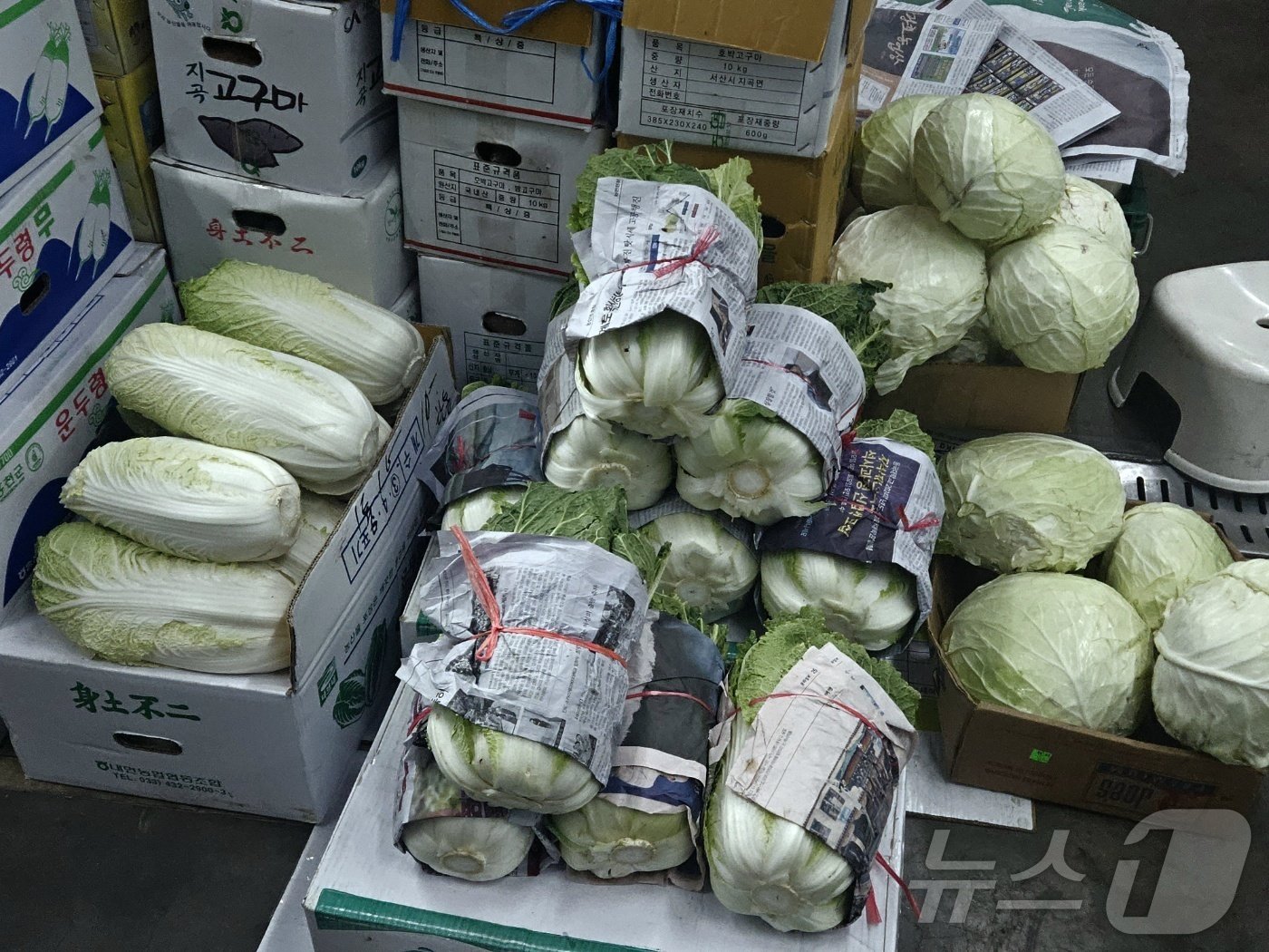 본문 이미지 - 30일 오전 서울 송파구 가락시장 한 가게에 진열된 강릉산 배추. 이날 가락시장엔 배추를 진열해둔 가게가 2~3곳 뿐이었다. 2024.9.30/뉴스1 ⓒ News1 장시온 기자