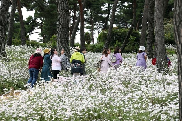 '정읍의 가을은 그저 아름다울 뿐'…구절초꽃이 여는 10월 축제 '풍성'