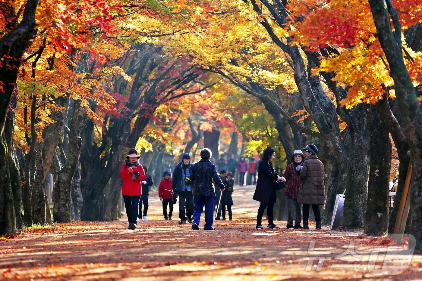  내장산 단풍&#40;자료사진&#41;/뉴스1