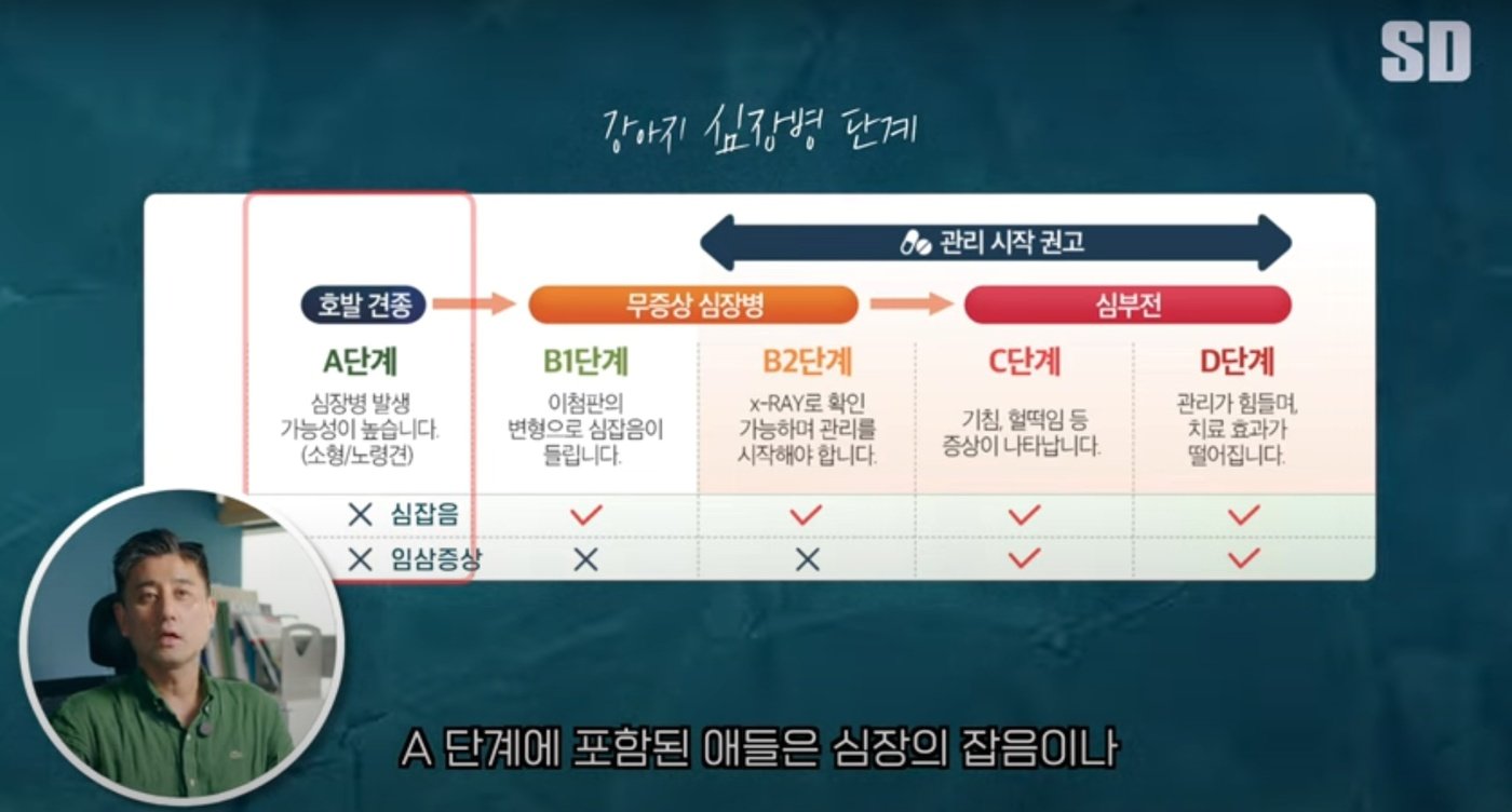 본문 이미지 - 심장병의 단계는 A단계부터 B1, B2, C, D로 나뉜다. (에스디동물의료센터 유튜브 채널 갈무리) ⓒ 뉴스1