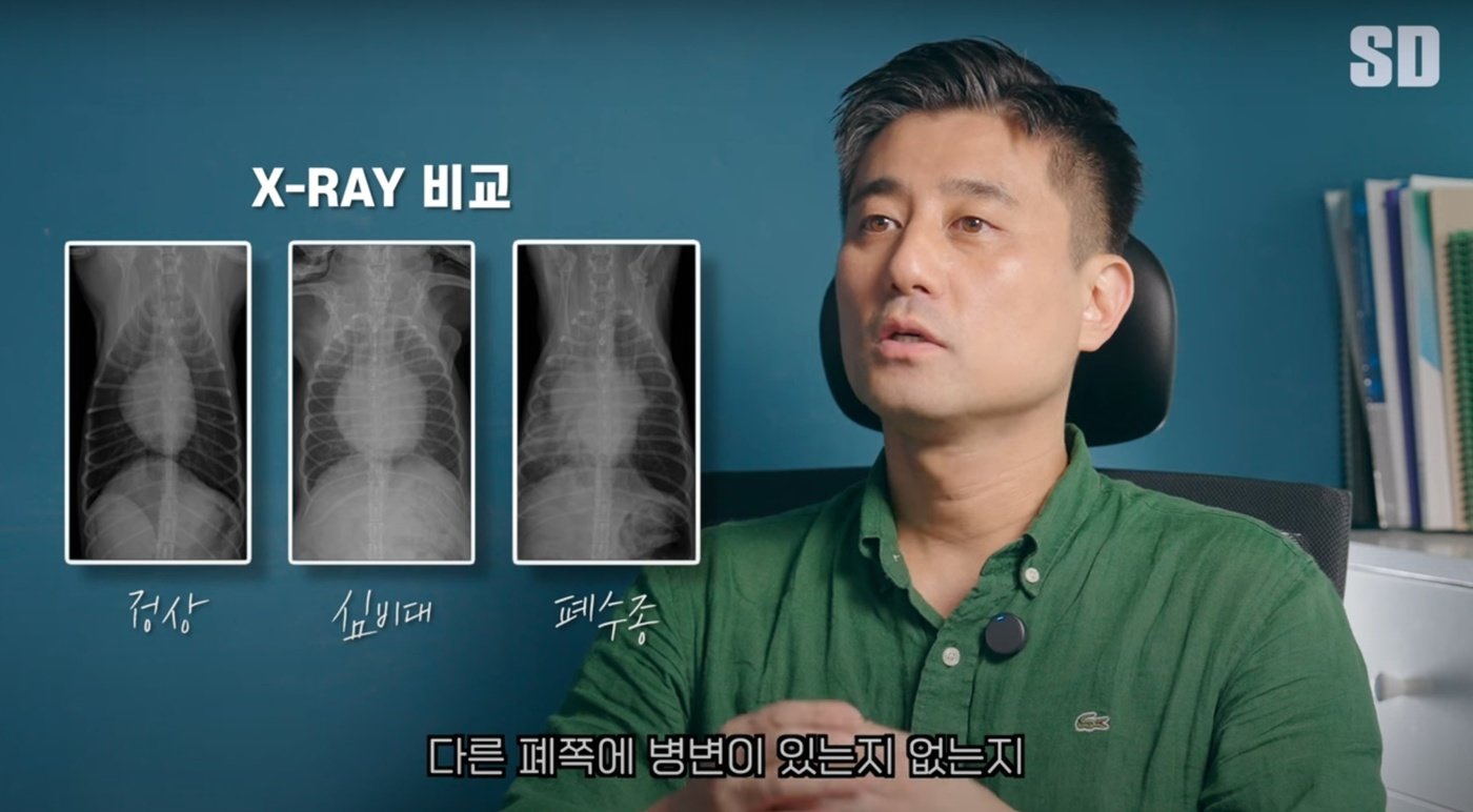 본문 이미지 - 반려견 심장병의 진단은 보호자 문진과 신체검사, 엑스레이 검사, 초음파 검사를 통해 이뤄진다. (에스디동물의료센터 유튜브 채널 갈무리) ⓒ 뉴스1