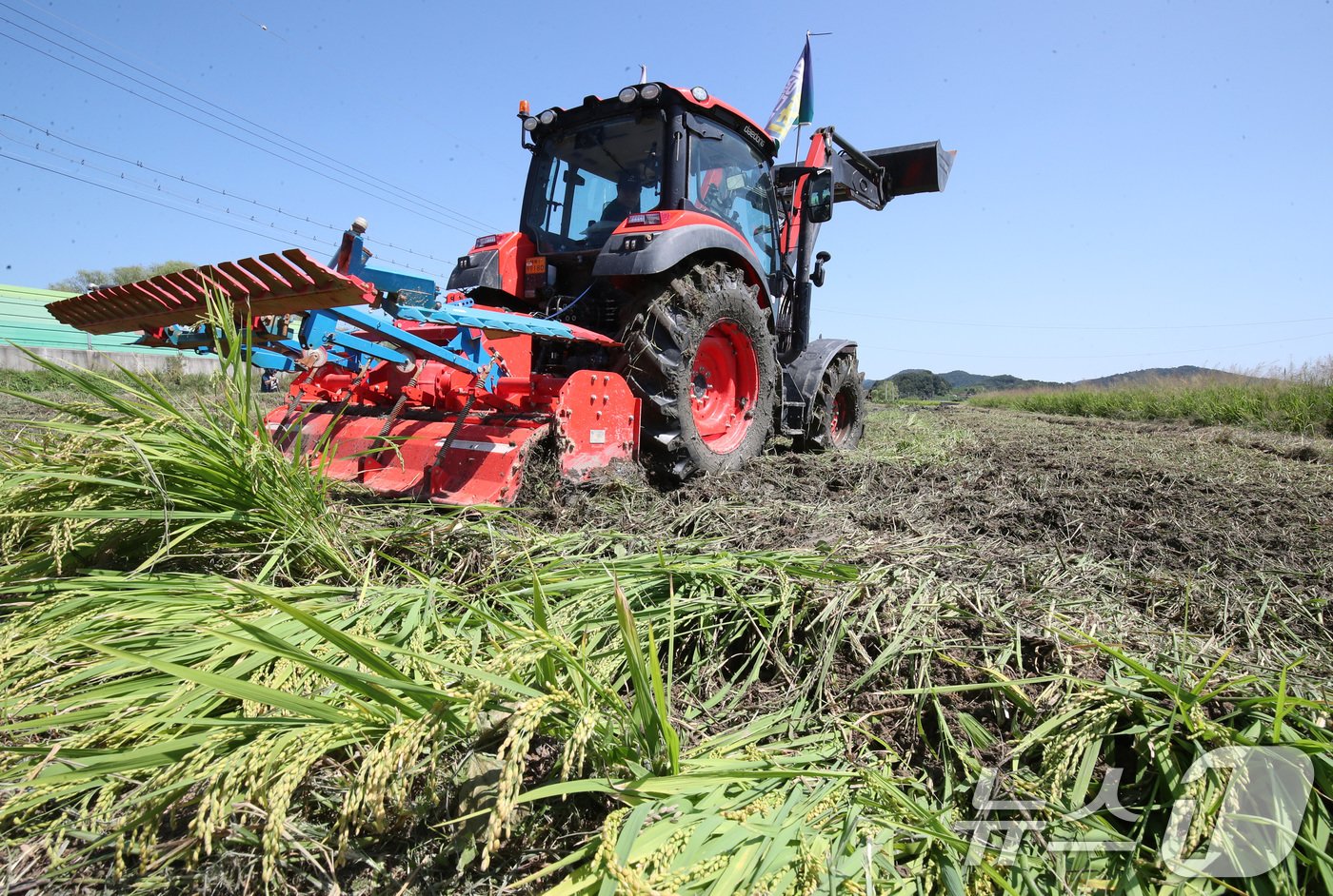 본문 이미지 - 4일 충남 부여 군수리 일대 논에서 부여군농업인단체협의회 구성원들이 농민대회를 열고 쌀값 폭락 대책을 촉구하며 트랙터로 벼를 갈아엎고 있다. 2024.9.4/뉴스1 ⓒ News1 김기태 기자