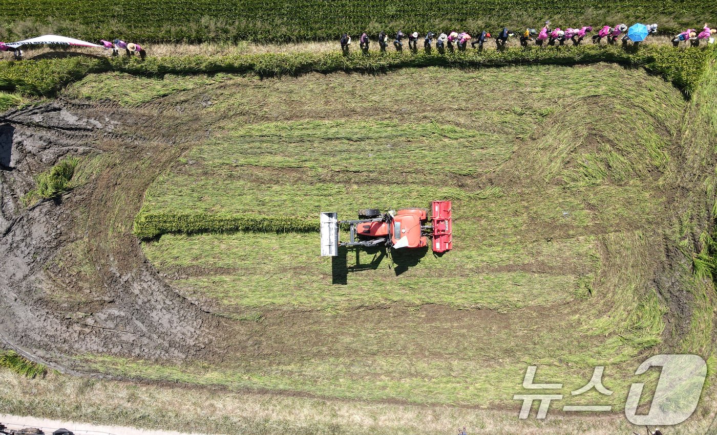 본문 이미지 - 4일 충남 부여 군수리 일대 논에서 부여군농업인단체협의회 구성원들이 농민대회를 열고 쌀값 폭락 대책을 촉구하며 트랙터로 벼를 갈아엎고 있다. 2024.9.4/뉴스1 ⓒ News1 김기태 기자