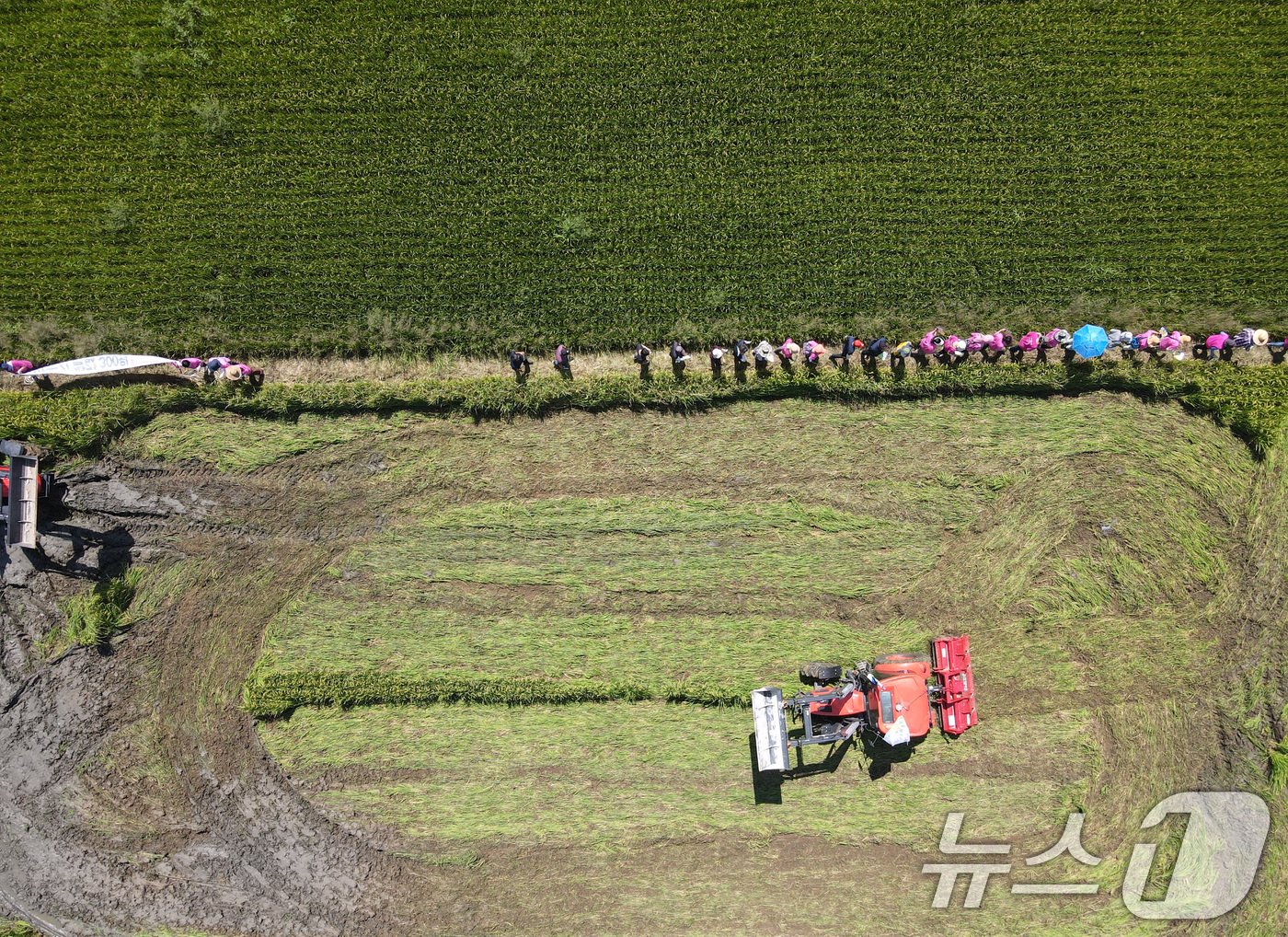 본문 이미지 - 4일 충남 부여 군수리 일대 논에서 부여군농업인단체협의회 구성원들이 농민대회를 열고 쌀값 폭락 대책을 촉구하며 트랙터로 벼를 갈아엎고 있다. 2024.9.4/뉴스1 ⓒ News1 김기태 기자