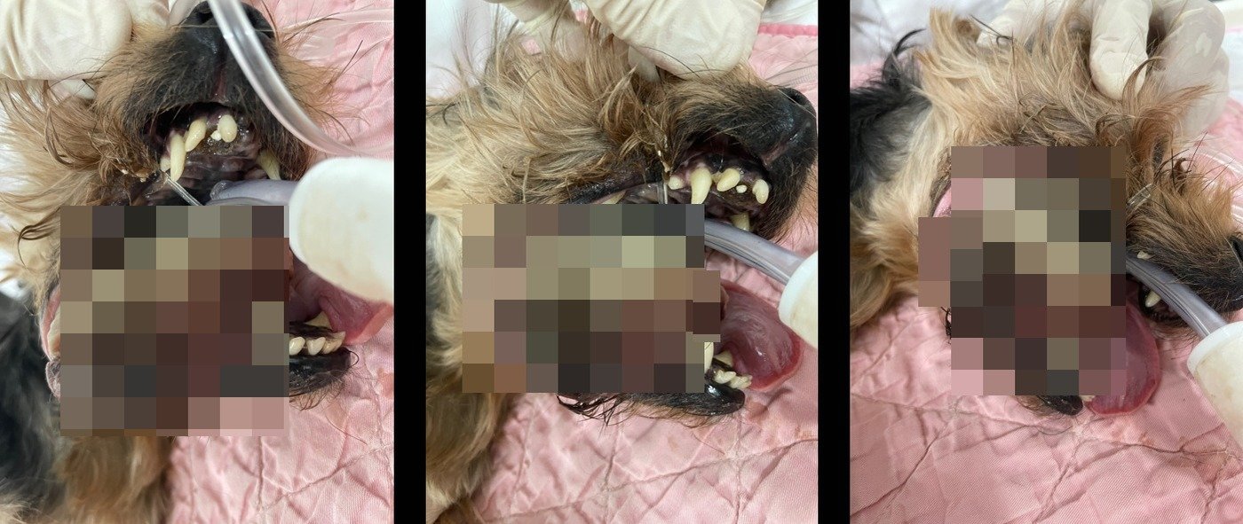 본문 이미지 - 거대한 구강 흑색종으로 입을 다물지 조차 못했던 반려견 (로얄동물메디컬센터 제공) ⓒ 뉴스1