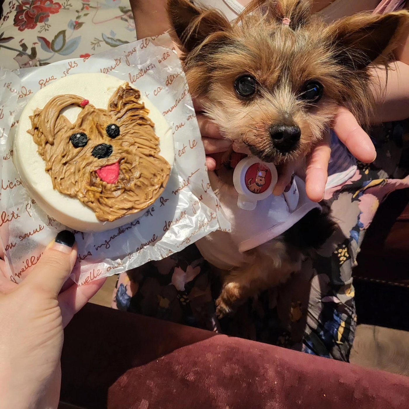 본문 이미지 - 보호자가 보내준 13살 생일을 맞이한 반려견 해피(가명)의 사진 (로얄동물메디컬센터 제공) ⓒ 뉴스1